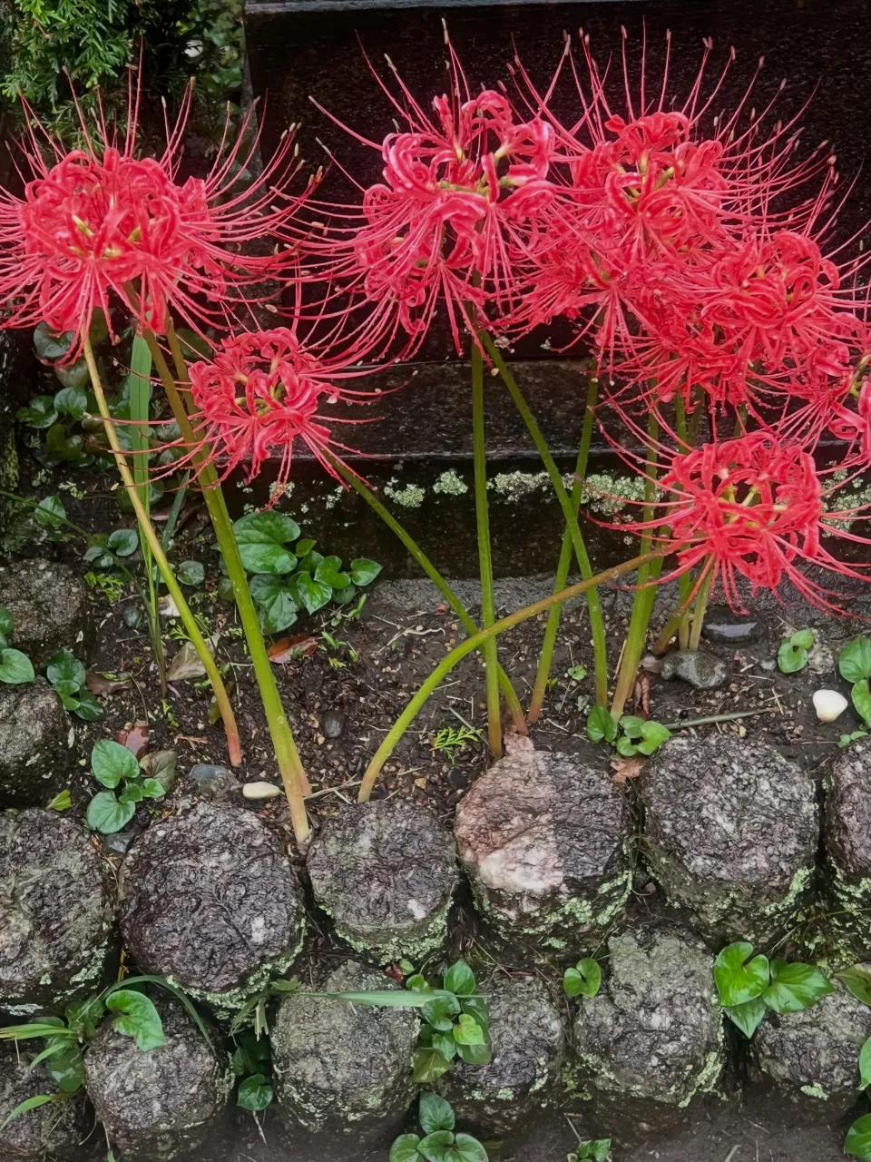 皆様こんばんは♪